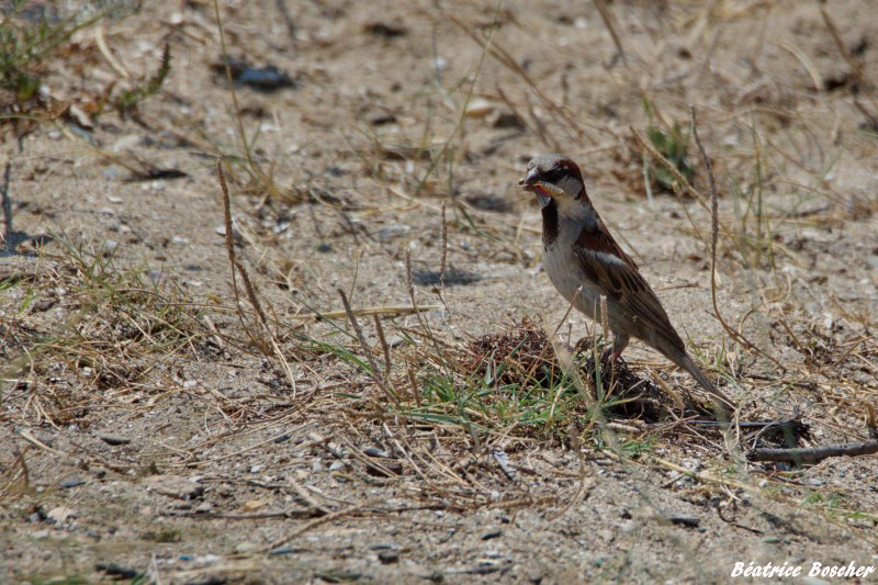 Moineau domestique.jpg